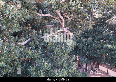 Un banyan, anche ortografato 'banian' è una figura che inizia la sua vita come un epifite. enorme banyan tree in un parco di Ortigia. Foto Stock