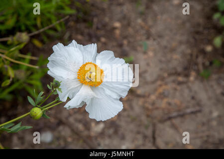 Matilija bianco papavero, Romneya trichocalyx, fiore sboccia con un centro di colore giallo in un Southern California giardino botanico in primavera. Foto Stock