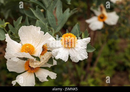 Matilija bianco papavero, Romneya trichocalyx, fiore sboccia con un centro di colore giallo in un Southern California giardino botanico in primavera. Foto Stock