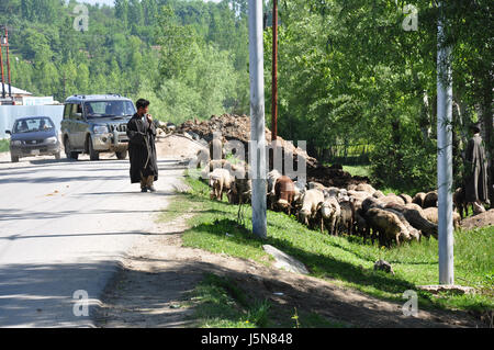 Kashmir, gregge di pecore scappare, Pastore Kashmiri con la loro mandria (Photo Copyright © by Saji Maramon) Foto Stock