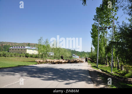 Kashmir, gregge di pecore scappare, Pastore Kashmiri con la loro mandria (Photo Copyright © by Saji Maramon) Foto Stock