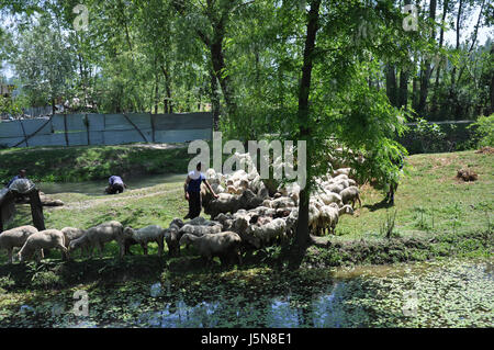 Kashmir, gregge di pecore scappare, Pastore Kashmiri con la loro mandria (Photo Copyright © by Saji Maramon) Foto Stock