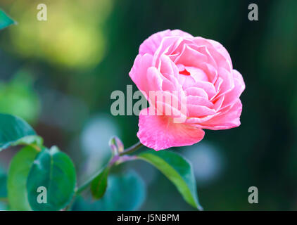 Le Rose fiore nel giardino della padrona di mattina Foto Stock