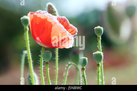 Coquelicot selvatici i fiori sbocciano nel pomeriggio splendido sole Foto Stock