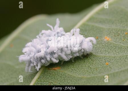 Alder Sawfly larve si mimetizzano come escrementi di volatili Foto Stock