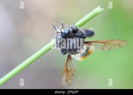 Bumblebee Robber Fly, Laphria flava, è il più grande e il più drammatico robberfly. Esso è anche il furriest robberfly, Foto Stock