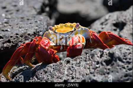 Granchio rosso seduto sulle rocce. Le isole Galapagos. Oceano Pacifico. Ecuador. Foto Stock