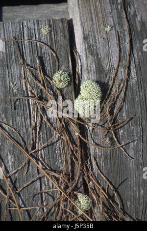 Chiusura del vecchio weathered dock in legno, di luce e di colore grigio scuro che mostra verde pallido moss e pino paglia. Foto Stock