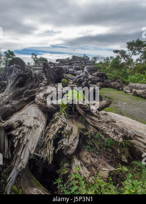 Luodong, Taiwan - 18 Ottobre 2016: Line-up di albero della canfora in legno Luodong cultura forestale Garden Foto Stock