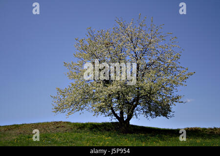 Tree bloom blossom fiorire fiorente fiore di primavera prato solo solitario Foto Stock