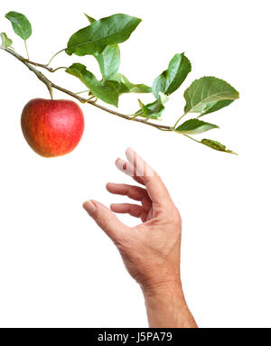 Raccolta a mano una mela da un Apple-tree. Isolato su uno sfondo bianco Foto Stock