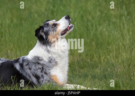 Un blue merle Border Collie posa in erba mentre guardando in alto Foto Stock