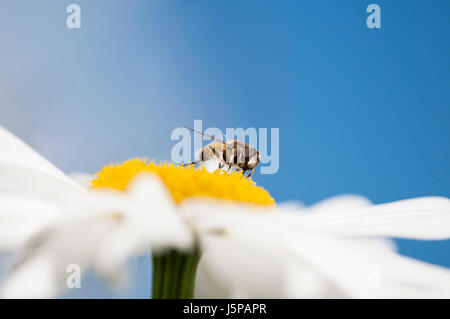 Daisy, Margherita occhio di bue, Leucanthemum x superbum "Alaska', Hoverfly avanzamento sul fiore. Foto Stock