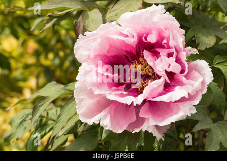 Peonia, Paeonia suffruticosa. Tree Peony flower crescente all'aperto. Foto Stock