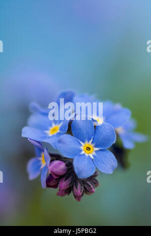 "Non ti scordar di me", Myosotis arvense, colorate in blu fiori che crescono all'aperto. Foto Stock