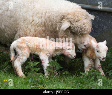 Twin newborn lambs are cleaned by their mother Foto Stock