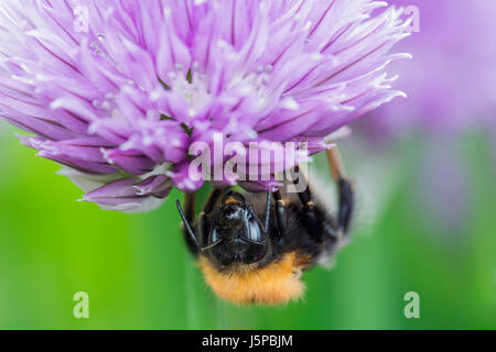 Erba cipollina, Allium schoenoprasum, albero Bumble Bee, Bombus hypnorum, alimentando in fiore nel giardino di un confine. Foto Stock