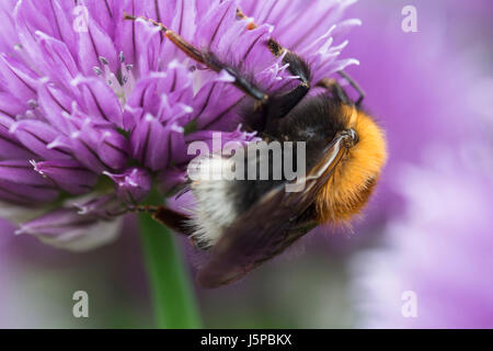 Erba cipollina, Allium schoenoprasum, albero Bumble Bee, Bombus hypnorum, alimentando in fiore nel giardino di un confine. Foto Stock