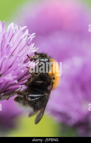 Erba cipollina, Allium schoenoprasum, albero Bumble Bee, Bombus hypnorum, alimentando in fiore nel giardino di un confine. Foto Stock