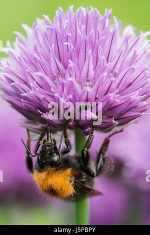 Erba cipollina, Allium schoenoprasum, albero Bumble Bee, Bombus hypnorum, alimentando in fiore nel giardino di un confine. Foto Stock