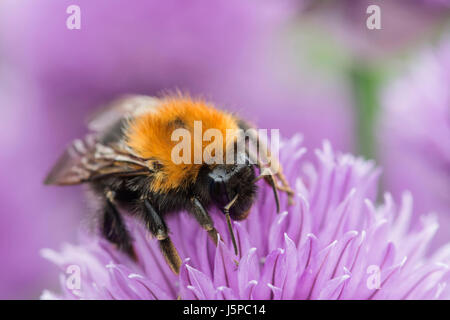Erba cipollina, Allium schoenoprasum, albero Bumble Bee, Bombus hypnorum, alimentando il fiore. Foto Stock