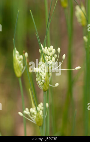 Keeled aglio, Allium carinatum subsp pulchellum, minuscoli boccioli dispiegarsi da casi cartaceo. Foto Stock