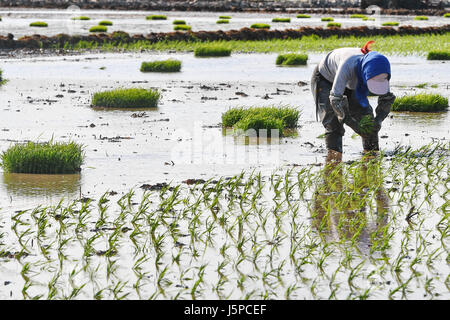Changchun, la Cina della provincia di Jilin. 18 Maggio, 2017. Un coltivatore di piante pianticelle di riso in Chaoyang township di Dehui City, a nord-est della Cina di provincia di Jilin, 18 maggio 2017. Credito: Zhang Nan/Xinhua/Alamy Live News Foto Stock