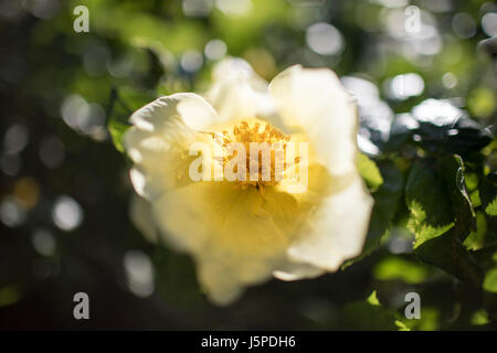 Stoke Newington, Londra, UK, 18 maggio, 2017. Regno Unito meteo. Bella mattina di primavera nel nord di Londra. Credito: Carol moiré/Alamy Live News. Foto Stock