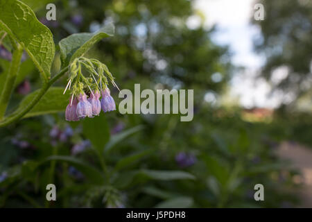 Stoke Newington, Londra, UK, 18 maggio, 2017. Regno Unito meteo. Bella mattina di primavera nel nord di Londra. Credito: Carol moiré/Alamy Live News. Foto Stock