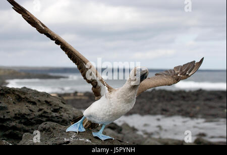 Il fiocco dai piedi blu decolla. Le isole Galapagos. Uccelli. Ecuador. Foto Stock