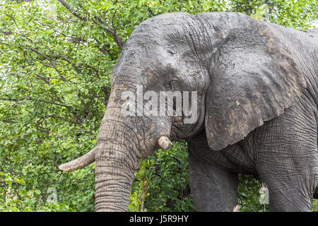 Elefante in piedi all'interno del Kruger Nationalpark in Sud Africa Foto Stock