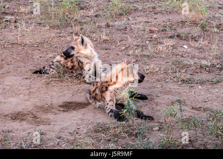 La iena famiglia in mattinata a Kruger Park, Sud Afrika Foto Stock