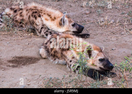 La iena famiglia in mattinata a Kruger Park, Sud Afrika Foto Stock