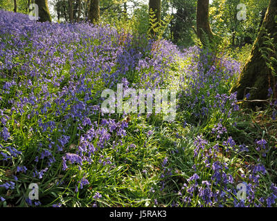 Blu luminoso tappeto di sole Bluebells Inglese (Hyacinthoides non scripta) nella primavera del bosco in Cumbria, England Regno Unito contrastano con il fogliame fresco Foto Stock