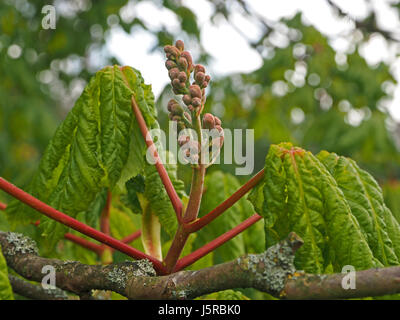 Gemme rosa su punta di fiore emergente del cavallo rosso-castagno albero (Aesculus x carnea) con verde primavera fogliame in Cumbria, Inghilterra UK Foto Stock