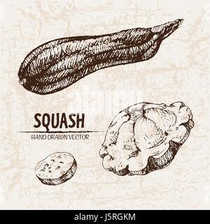 Vettore digitale linea dettagliata arte squash vegetali disegnati a mano retrò illustrazione insieme di raccolta. Artistico sottile Matita contorno. Inchiostro vintage stile piatto, Illustrazione Vettoriale