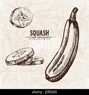 Vettore digitale linea dettagliata arte squash vegetali disegnati a mano retrò illustrazione insieme di raccolta. Artistico sottile Matita contorno. Inchiostro vintage stile piatto, Illustrazione Vettoriale