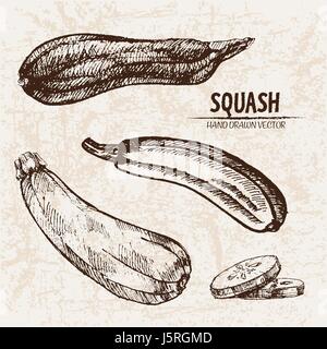 Vettore digitale linea dettagliata arte squash vegetali disegnati a mano retrò illustrazione insieme di raccolta. Artistico sottile Matita contorno. Inchiostro vintage stile piatto, Illustrazione Vettoriale