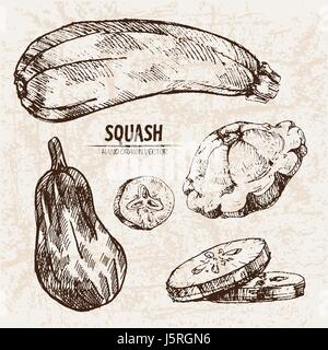Vettore digitale linea dettagliata arte squash vegetali disegnati a mano retrò illustrazione insieme di raccolta. Artistico sottile Matita contorno. Inchiostro vintage stile piatto, Illustrazione Vettoriale
