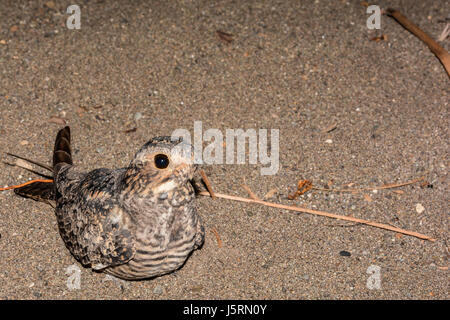 Una minore Nighthawk poggiante su una spiaggia coperta di sabbia vulcanica in Costa Rica Foto Stock