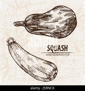 Vettore digitale linea dettagliata arte squash vegetali disegnati a mano retrò illustrazione insieme di raccolta. Artistico sottile Matita contorno. Inchiostro vintage stile piatto, Illustrazione Vettoriale