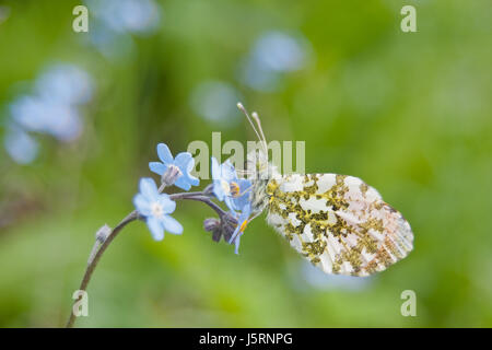 Maschio punta arancione farfalla (Anthocharis cardamines) su legno dimenticare-me-non (Myosotis sylvatica) Foto Stock
