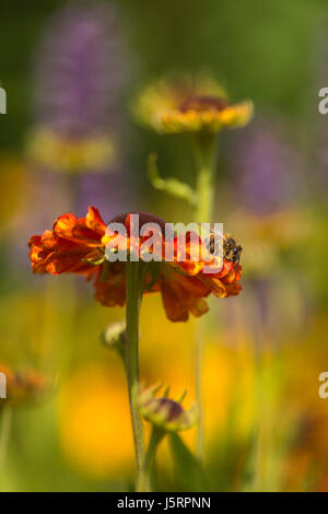 Helens fiore, Sneezeweed, miele delle api, Apis mellifera, appoggiata su un fiore Sneezewort. Foto Stock