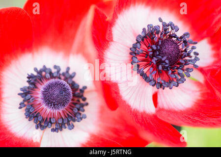 Anemone, papavero, windflower anemone coronaria 'De Caen", due intensly colorati fiori singola crescente all'aperto. Foto Stock