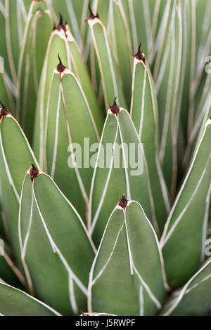 Agave, Royal agave, Agave victoriae-reginae, dettaglio di foglie verdi che mostra pattern. Foto Stock