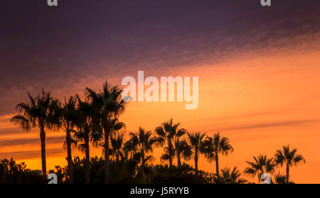 Le palme in silhouette contro un arancione e il cielo scuro, Elviria Marbella. Foto Stock