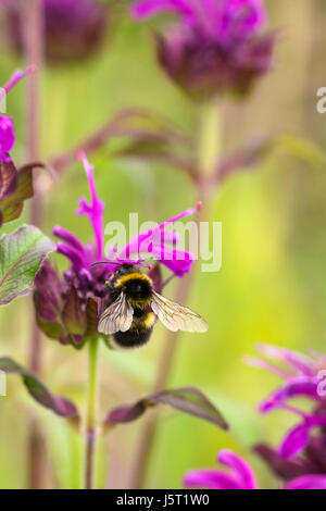 Il bergamotto, Bee balsamo, Monarda fistulosa, Giardino Bumble Bee, Bombus hortorum, impollinare un fiore rosa. Foto Stock