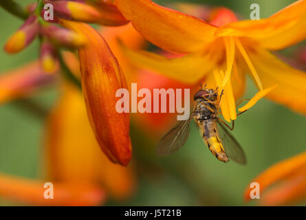 Crocosmia, Crocosmia Montbretia, Hoverfly Episyrphus balteatus, alimentando il fiore di arancia in un giardino. Foto Stock