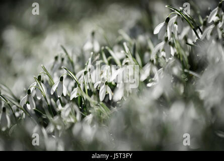 Snowdrop, comune snowdrop, Galanthus nivalis, Piccoli fiori bianchi crescente all'aperto nel bosco. Foto Stock