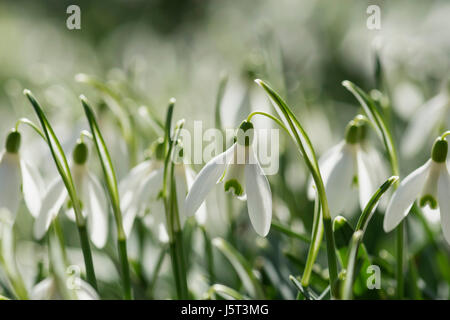 Snowdrop, comune snowdrop, Galanthus nivalis, Piccoli fiori bianchi crescente all'aperto nel bosco. Foto Stock